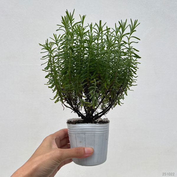 フレンチラベンダー：バルセロナローズ3号ポット