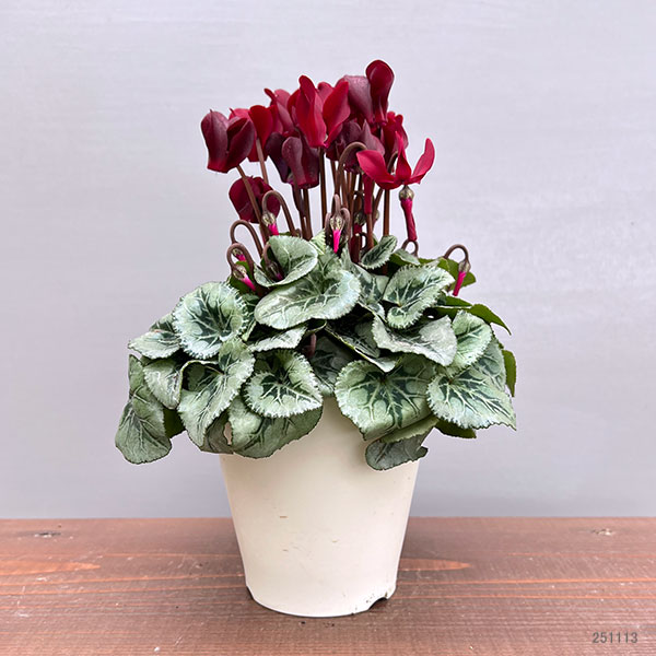 シクラメン:ディープマゼンタ タキシード4号鉢植え