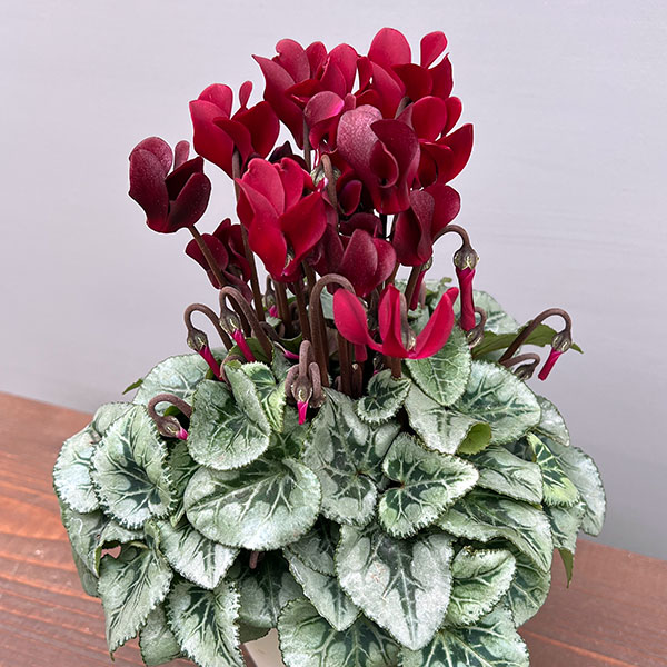 シクラメン:ディープマゼンタ タキシード4号鉢植え