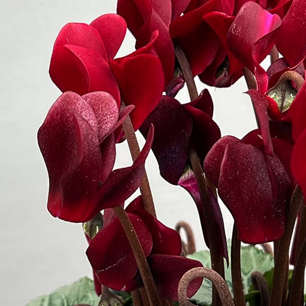 シクラメン:ディープマゼンタ タキシード4号鉢植え