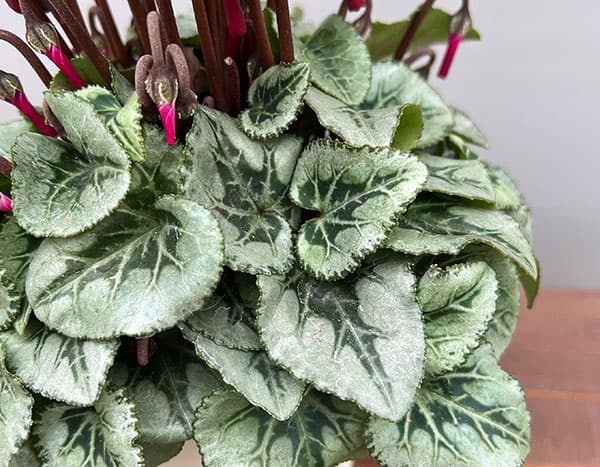 シクラメン:ディープマゼンタ タキシード4号鉢植え