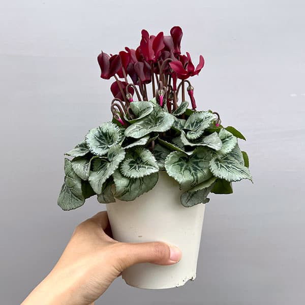 シクラメン:ディープマゼンタ タキシード4号鉢植え