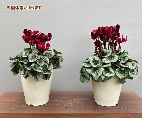 シクラメン:ディープマゼンタ タキシード4号鉢植え