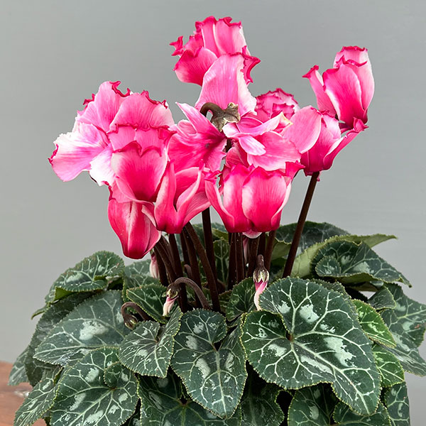 シクラメン:リリベル サーモン4号鉢植え