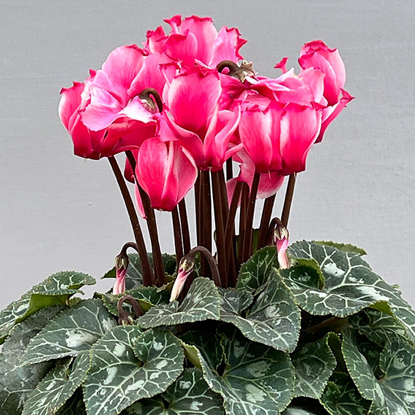 シクラメン:リリベル サーモン4号鉢植え