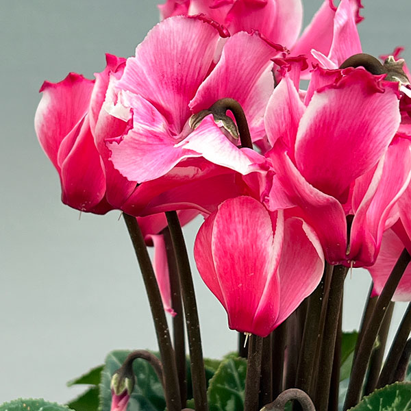 シクラメン:リリベル サーモン4号鉢植え