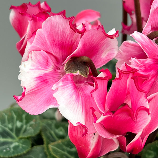 シクラメン:リリベル サーモン4号鉢植え