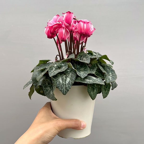 シクラメン:リリベル サーモン4号鉢植え