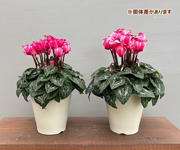 シクラメン:リリベル サーモン4号鉢植え