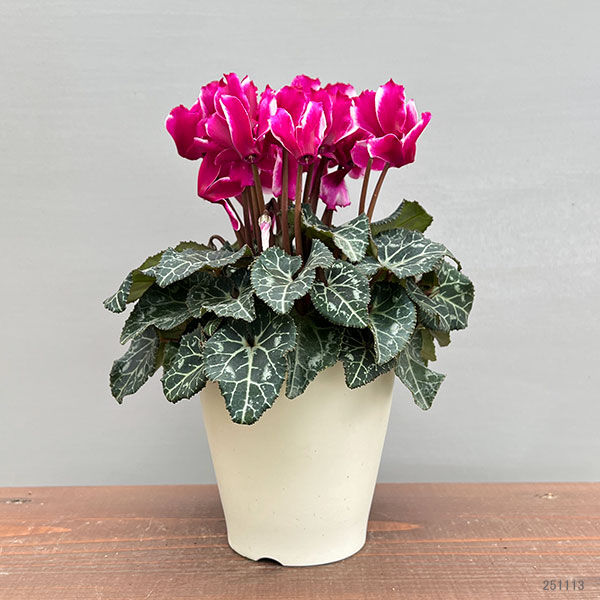 シクラメン:リリベル パープル4号鉢植え