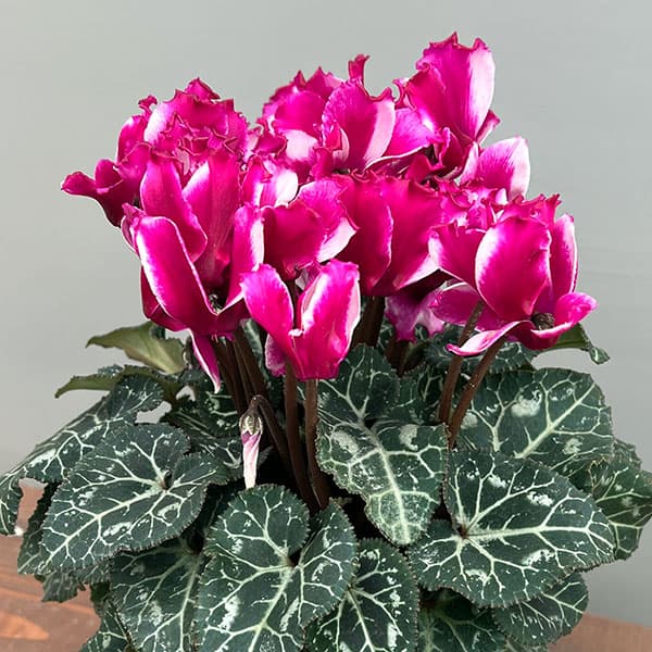 シクラメン:リリベル パープル4号鉢植え