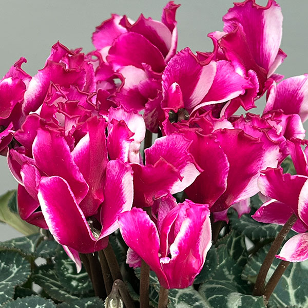 シクラメン:リリベル パープル4号鉢植え