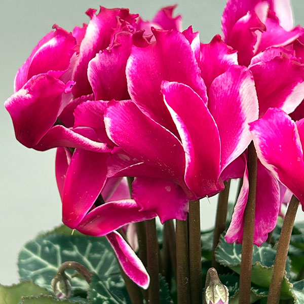 シクラメン:リリベル パープル4号鉢植え