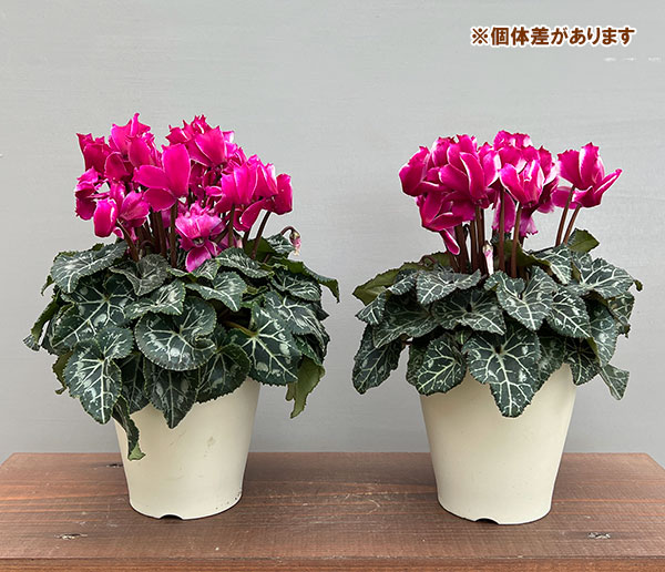 シクラメン:リリベル パープル4号鉢植え