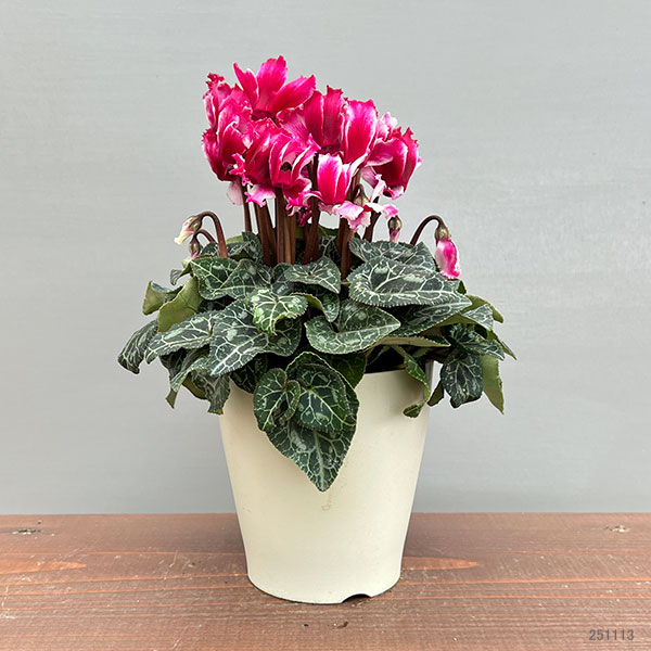 シクラメン:リリベル ワインレッド4号鉢植え