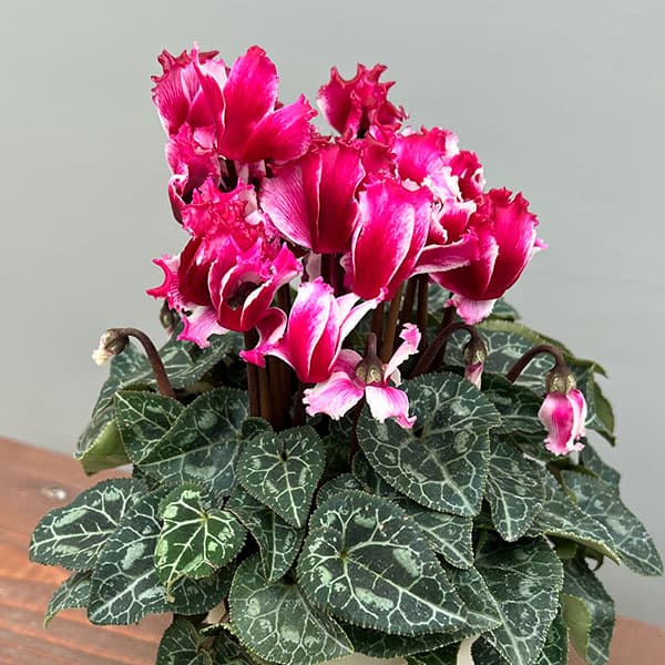 シクラメン:リリベル ワインレッド4号鉢植え