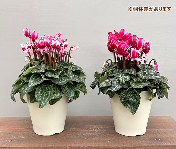 シクラメン:リリベル ワインレッド4号鉢植え