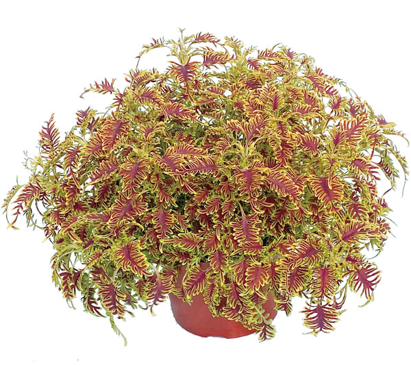 [26年4月下旬予約]コリウス：ライムエッジ3.5号ポット