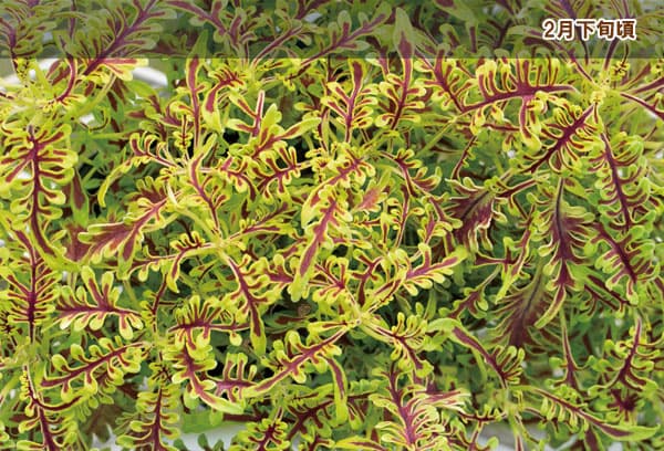 [26年4月下旬予約]コリウス：ライムエッジ3.5号ポット