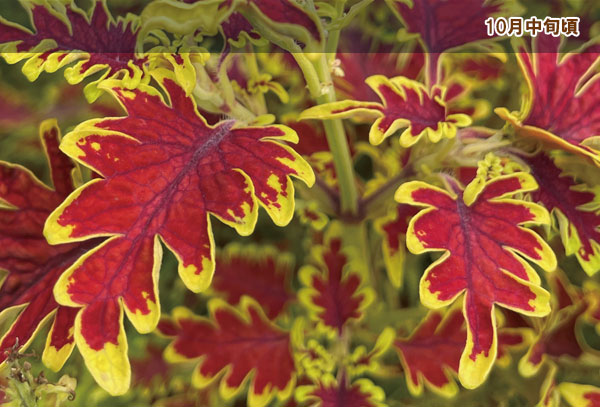 [26年4月下旬予約]コリウス：ライムエッジ3.5号ポット