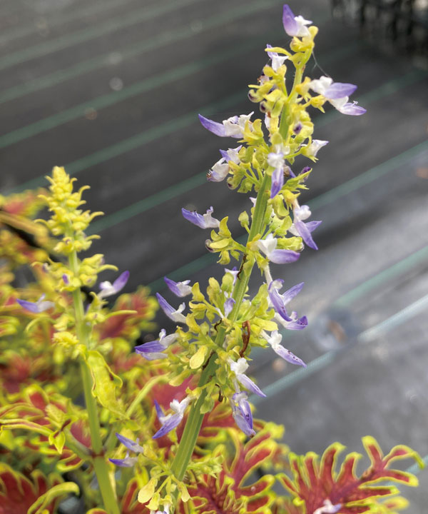 [26年4月下旬予約]コリウス：ライムエッジ3.5号ポット