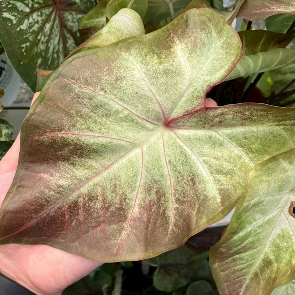 [26年6月中下旬予約]ガーデンカラジウム：ハートトゥハート クリームブリュレ3.5号ポット