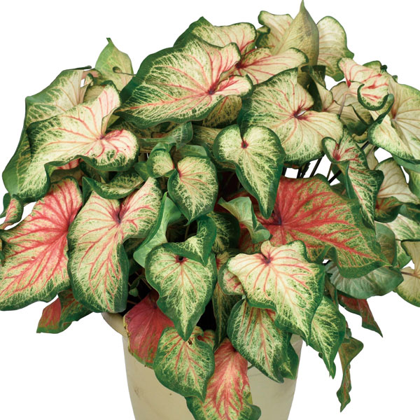 ガーデンカラジウム：ハートトゥハート ボールドンビューティフル3.5号ポット