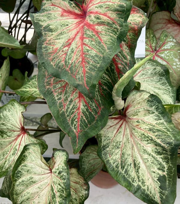 ガーデンカラジウム：ハートトゥハート ボールドンビューティフル3.5号ポット