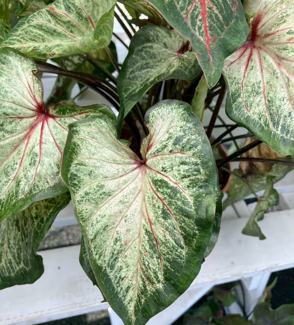 ガーデンカラジウム：ハートトゥハート ボールドンビューティフル3.5号ポット