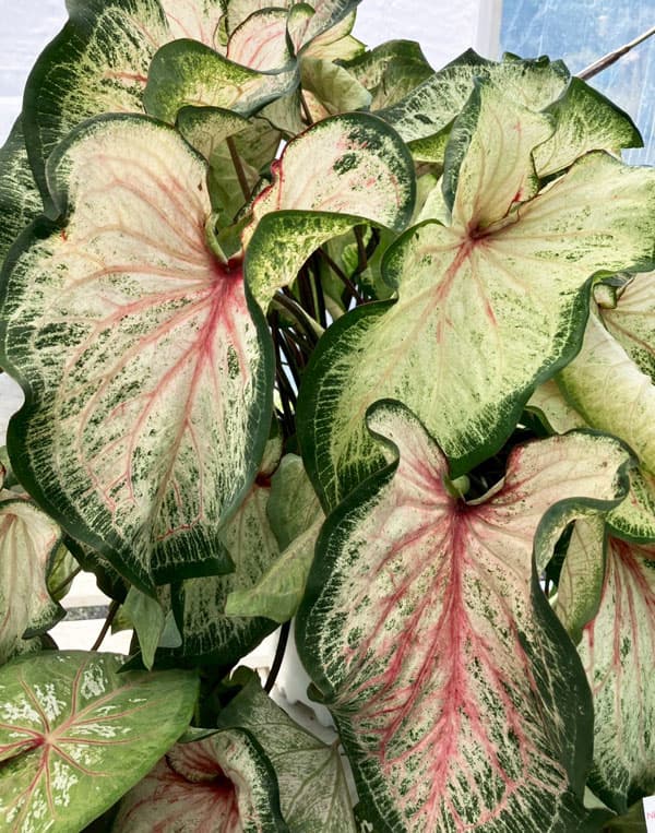 ガーデンカラジウム：ハートトゥハート ボールドンビューティフル3.5号ポット