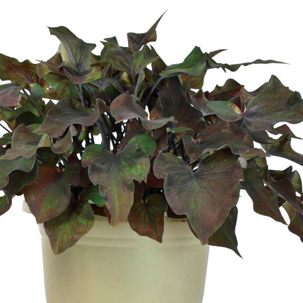 [26年6月中下旬予約]ガーデンカラジウム：ハートトゥハート ミッドナイトオイル3.5号ポット