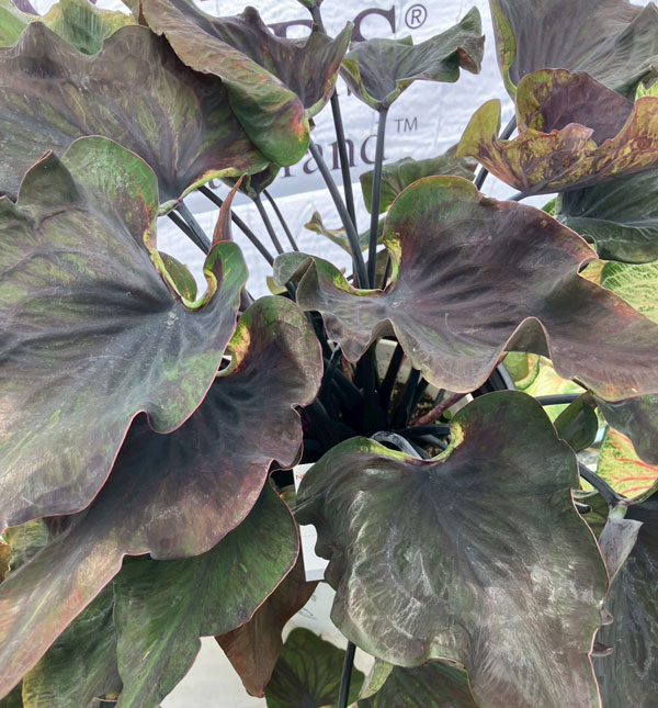 [26年6月中下旬予約]ガーデンカラジウム：ハートトゥハート ミッドナイトオイル3.5号ポット