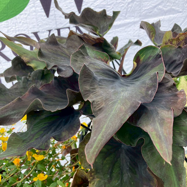 [26年6月中下旬予約]ガーデンカラジウム：ハートトゥハート ミッドナイトオイル3.5号ポット