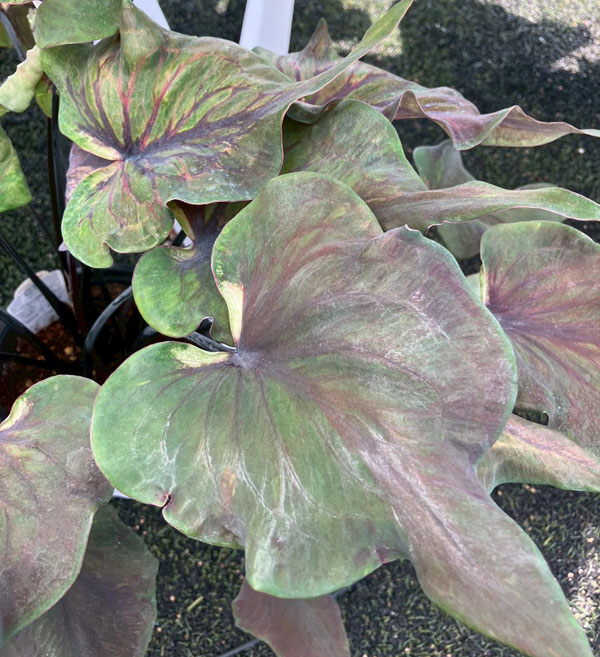 [26年6月中下旬予約]ガーデンカラジウム：ハートトゥハート ミッドナイトオイル3.5号ポット