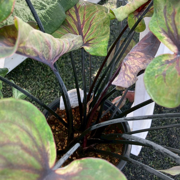 [26年6月中下旬予約]ガーデンカラジウム：ハートトゥハート ミッドナイトオイル3.5号ポット