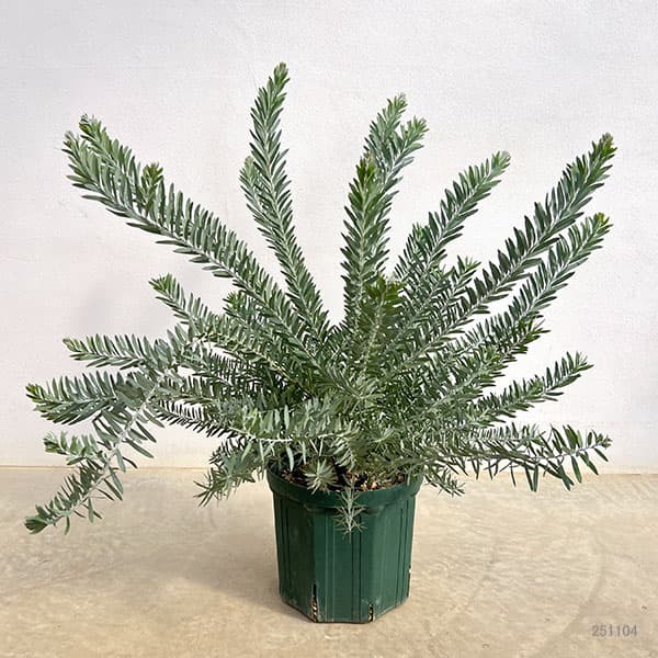 アカシア:ブルーブッシュ7号鉢植え