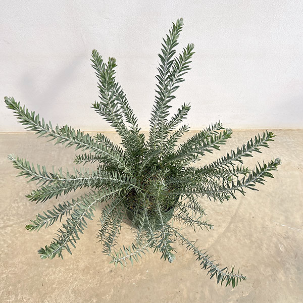 アカシア:ブルーブッシュ7号鉢植え