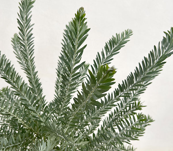 アカシア:ブルーブッシュ7号鉢植え