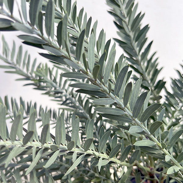 アカシア:ブルーブッシュ7号鉢植え