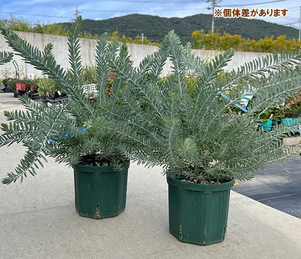 アカシア:ブルーブッシュ7号鉢植え