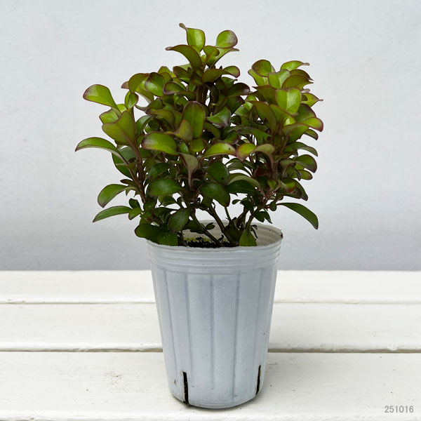 コプロスマ:コッパーシャイン2.5号ポット