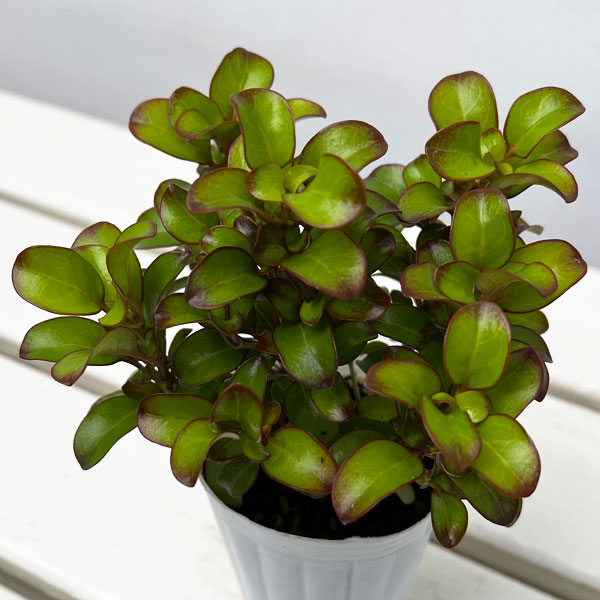 コプロスマ:コッパーシャイン2.5号ポット