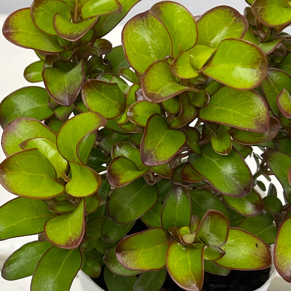 コプロスマ:コッパーシャイン2.5号ポット