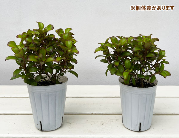 コプロスマ:コッパーシャイン2.5号ポット