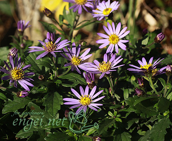 キク:ヒメノコンギク(姫野紺菊)琴姫 3号ポット