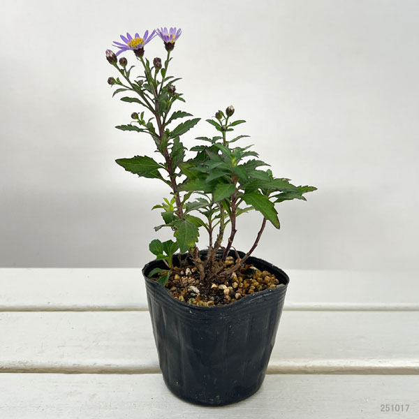 キク:ヒメノコンギク(姫野紺菊)琴姫 3号ポット