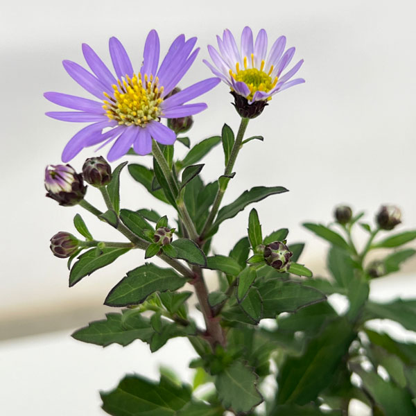 キク:ヒメノコンギク(姫野紺菊)琴姫 3号ポット