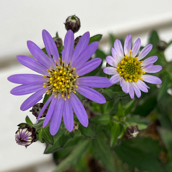 キク:ヒメノコンギク(姫野紺菊)琴姫 3号ポット