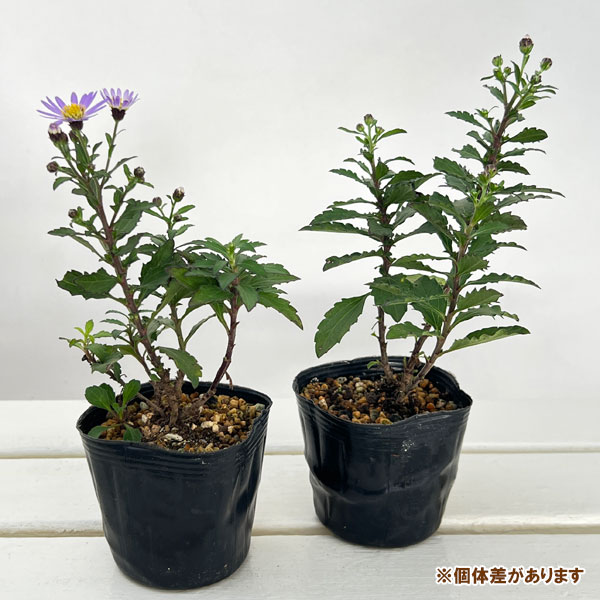 キク:ヒメノコンギク(姫野紺菊)琴姫 3号ポット