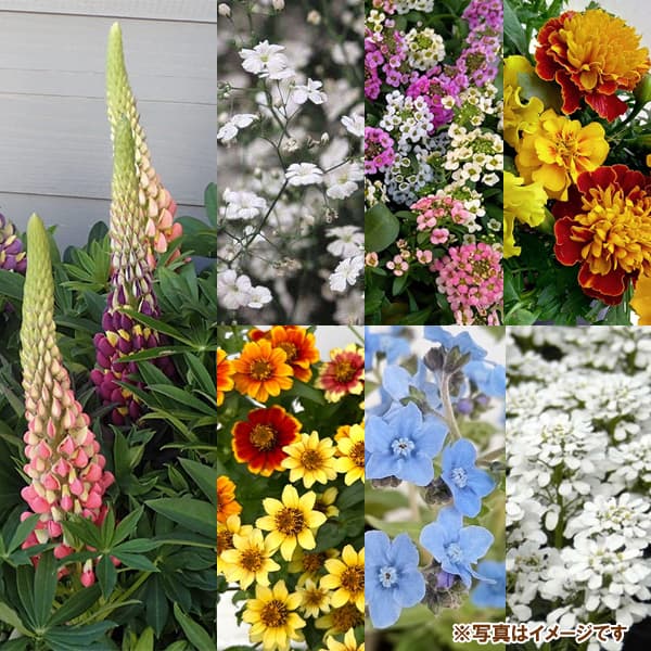 花の種：ミックスフラワー MixFlower*[花タネ 草丈40～60cm]